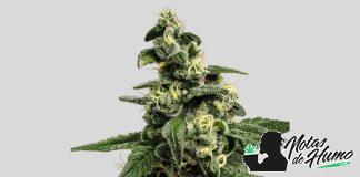 Blue Monster: Opiniones y Efectos Blue Monster