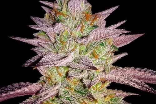 cogollo de marihuana Skittlez con morados y lleno de resina