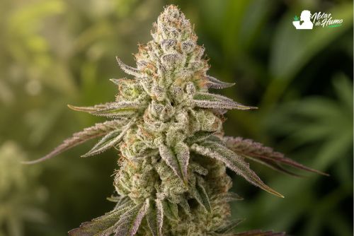 cogollo en flor lleno de resina de Banana Velvet OG Triploid