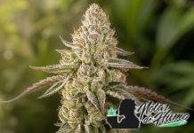Banana Velvet OG Triploid: Opiniones y Efectos