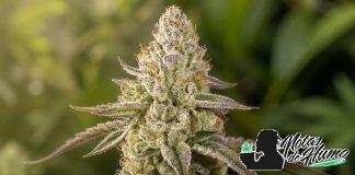 Banana Velvet OG Triploid: Opiniones y Efectos
