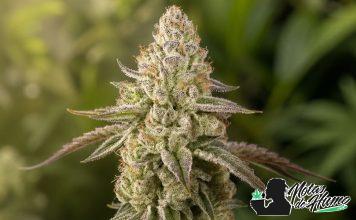 Banana Velvet OG Triploid: Opiniones y Efectos