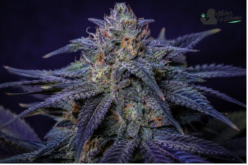 Cogollo de Blue Monster con tonos morados, abundantes tricomas y pistilos anaranjados en primer plano