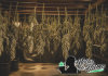 Cómo secar marihuana correctamente paso a paso Sala de secado de marihuana con ramas colgadas boca abajo en un entorno controlado
