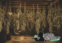 Cómo secar marihuana correctamente paso a paso Sala de secado de marihuana con ramas colgadas boca abajo en un entorno controlado