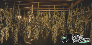 Sala de secado de marihuana con ramas colgadas boca abajo en un entorno controlado