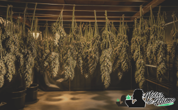 Cómo secar marihuana correctamente paso a paso Sala de secado de marihuana con ramas colgadas boca abajo en un entorno controlado