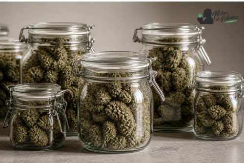 Tarros de cristal con cogollos curados, paso posterior al secado de marihuana correctamente 