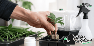 Enraizante para esquejes: cómo usarlo para favorecer las raíces Esqueje de cannabis colocado en un taco de propagación con enraizante para favorecer el desarrollo de raíces.