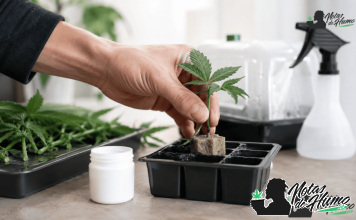 Esqueje de cannabis colocado en un taco de propagación con enraizante para favorecer el desarrollo de raíces.