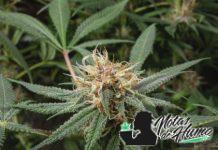 Gelato: Opiniones y Efectos