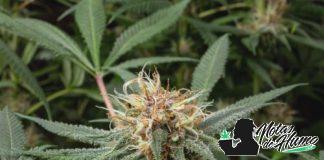 Gelato: Opiniones y Efectos