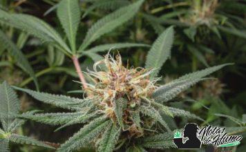 Gelato: Opiniones y Efectos