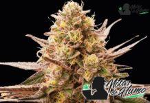 Banana Hammock: Opiniones y Efectos