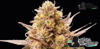 Banana Hammock: Opiniones y Efectos