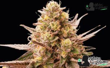 Banana Hammock: Opiniones y Efectos