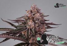 Jamaican Sunset: Opiniones y Efectos