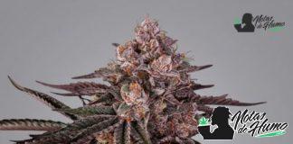 Jamaican Sunset: Opiniones y Efectos Semilla Jamaican Sunset