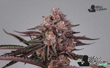 Jamaican Sunset: Opiniones y Efectos Semilla Jamaican Sunset