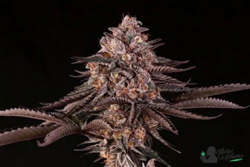 jamaican sunset julian marley cogollo resinoso con pistilos naranjas