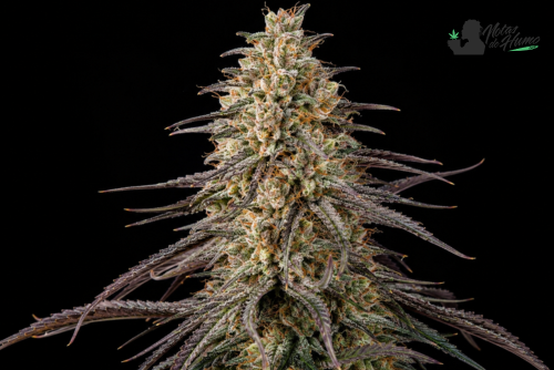 Planta de malibu weed
