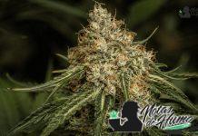 Planta de cannabis en floración de Malibu weed