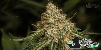 Planta de cannabis en floración de Malibu weed