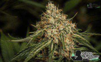 Planta de cannabis en floración de Malibu weed