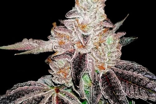  cogollo de marihuana Jealousy cargado de resina