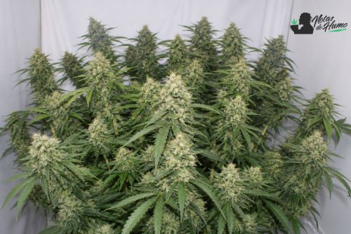 planta de cannabis Mobydick con muchos cogollos resinosos en floración