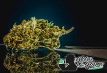 Marihuana californiana: origen, variedades y por qué es tan famosa