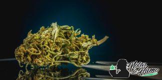 Marihuana californiana: origen, variedades y por qué es tan famosa