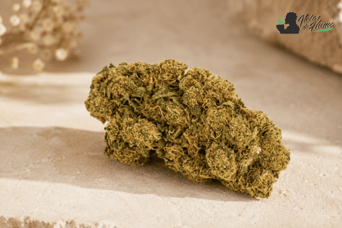 Cogollo de Gorilla Glue CBD con aspecto denso y resinoso.