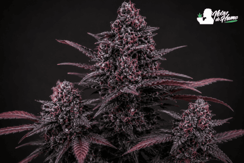 Dark Devil Auto Sweet Seeds con cogollos morados y pistilos rojizos.