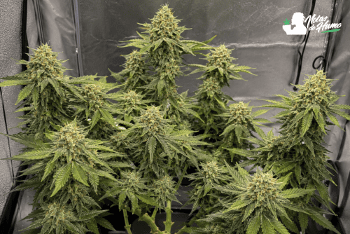 Fantasy Melon strain dentro de un armario de cultivo.