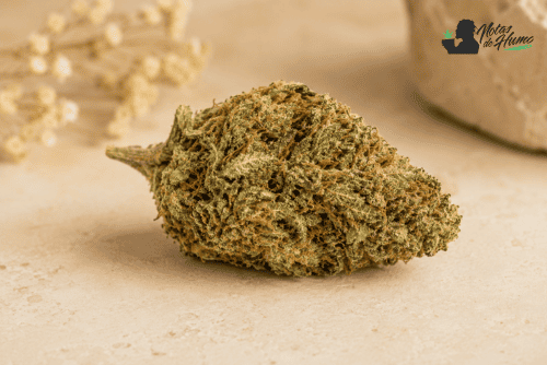 Flor Amnesia OG CBD con aspecto resinoso y aroma clásico, cítrico y herbal.