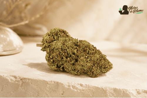 Cogollo de Critical + CBD, perfil aromático fresco, cítrico y afrutado.