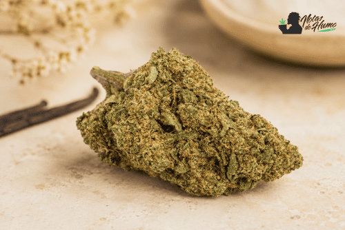 Flor Gelato CBD con cogollo denso y resinoso.
