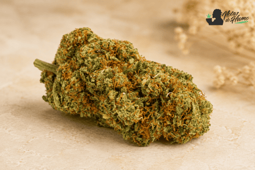 Flor The Lemon Tree CBD con aspecto resinoso y aroma a limón, fresco y natural.