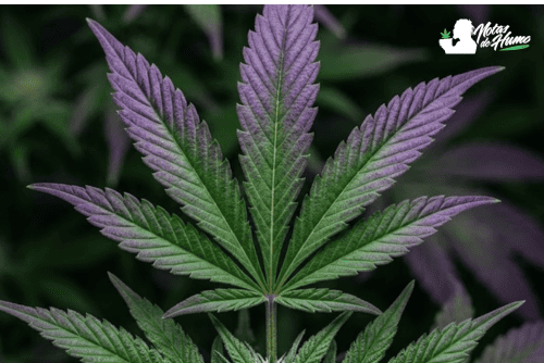 Transición de verde a morado en la marihuanas moradas.
