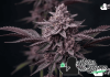 Marihuanas moradas: por qué algunas plantas cambian de color Imagen representativa de las plantas de marihuana morada.