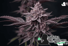 Imagen representativa de las plantas de marihuana morada.