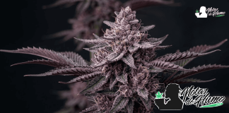 Imagen representativa de las plantas de marihuana morada.