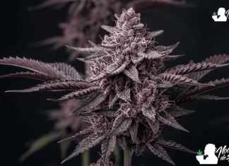 Marihuanas moradas: por qué algunas plantas cambian de color Imagen representativa de las plantas de marihuana morada.