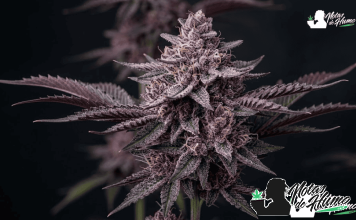 Marihuanas moradas: por qué algunas plantas cambian de color Imagen representativa de las plantas de marihuana morada.