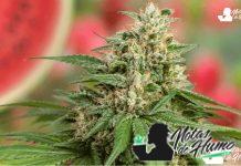 Fantasy Melon strain en floración con cogollo resinoso, pistilos anaranjados y fondo afrutado.