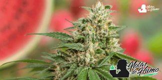 Fantasy Melon: Opiniones y Efectos Fantasy Melon strain en floración con cogollo resinoso, pistilos anaranjados y fondo afrutado.
