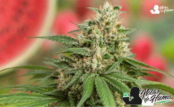 Fantasy Melon: Opiniones y Efectos Fantasy Melon strain en floración con cogollo resinoso, pistilos anaranjados y fondo afrutado.