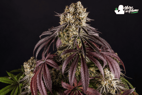 Purple Punch, marihuana morada, de Barney’s Farm.