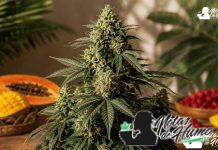Tropical Sherbberry Triploid: Opiniones y Efectos